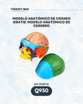 Modelo anatómico de cráneo