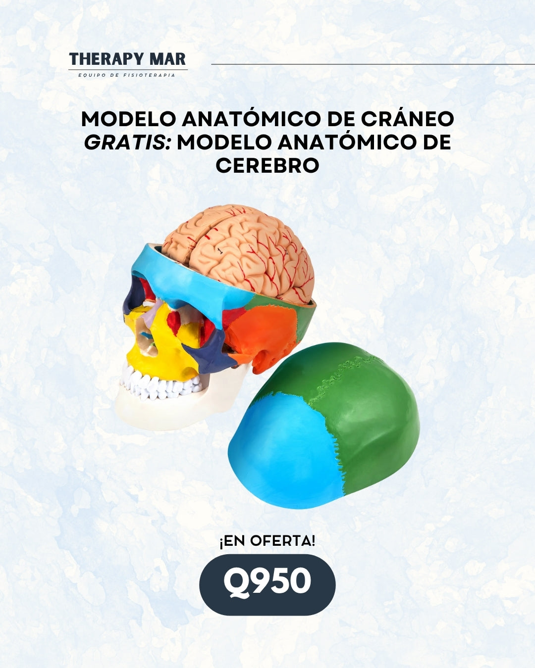 Modelo anatómico de cráneo