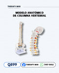 Modelo anatómico de columna vertebral