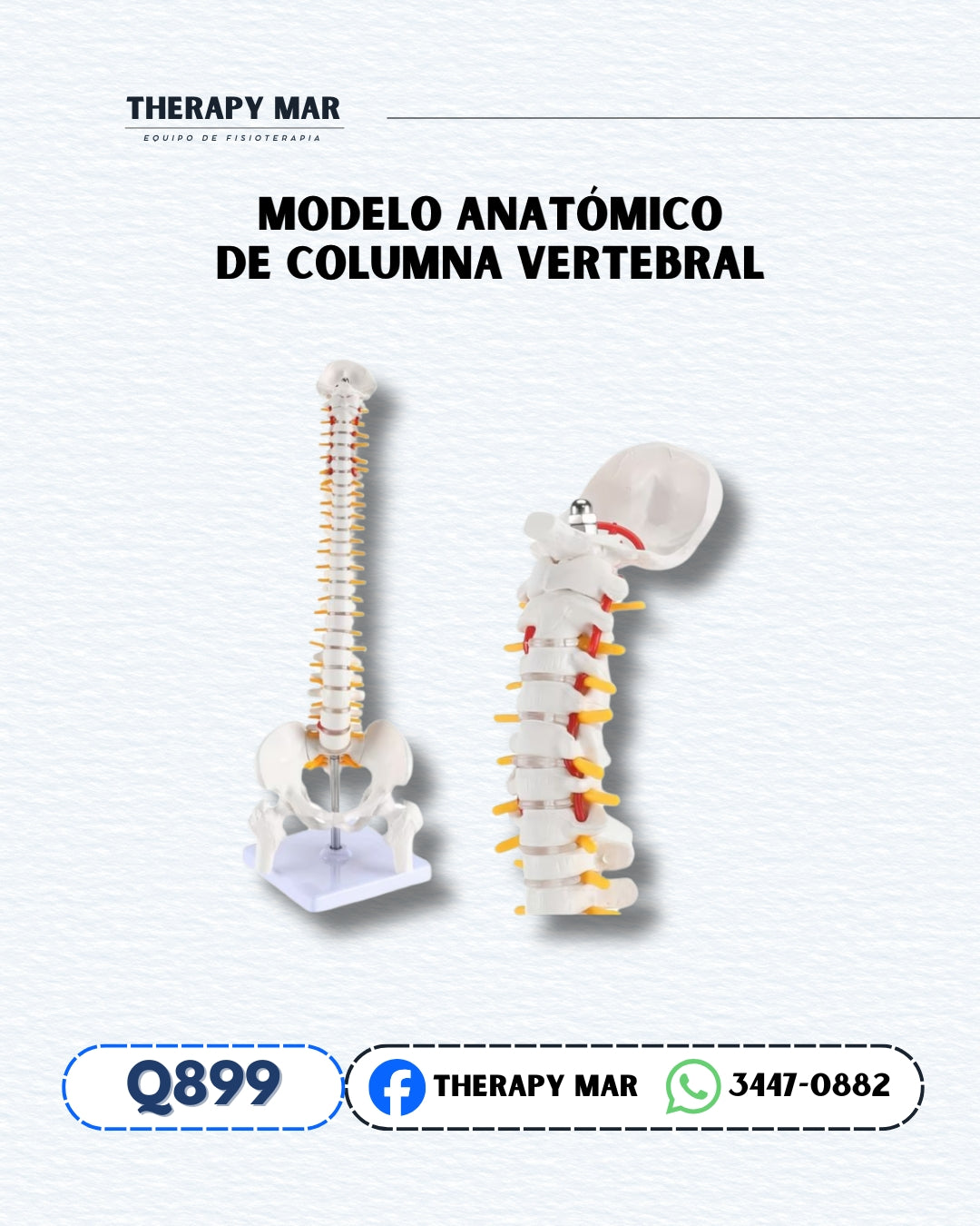 Modelo anatómico de columna vertebral